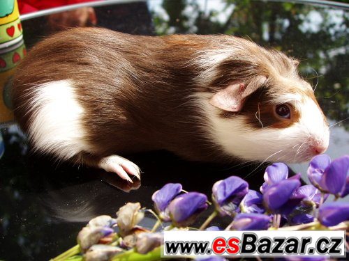 NÁDHERNÁ MORČÁTKA - TEDDY, CRESTED – fotografie 5