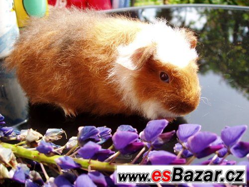 NÁDHERNÁ MORČÁTKA - TEDDY, CRESTED – fotografie 6