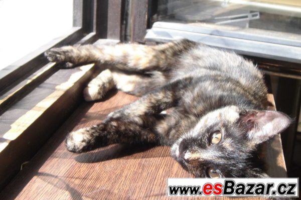 Nabízím koťátko 4 měsíce – fotografie 1