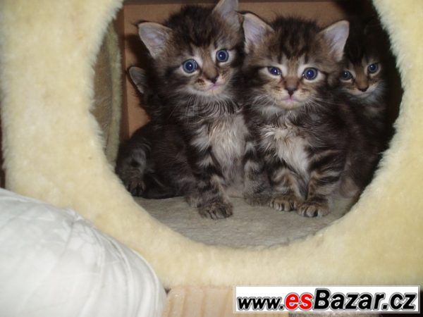 Mainské mývalí koťátka – fotografie 6