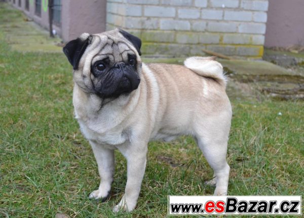 Mops ke krytí – fotografie 1