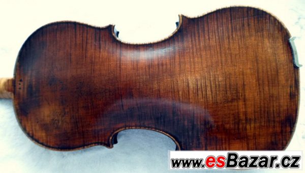 Malá viola – fotografie 2