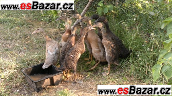 Indický běžec - kachňata – fotografie 1