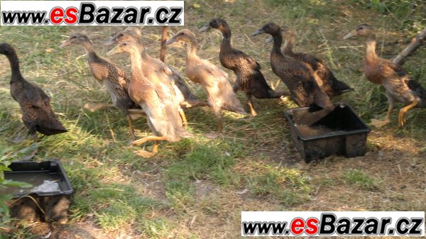Indický běžec - kachňata – fotografie 2
