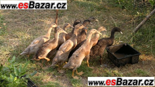 Indický běžec - kachňata – fotografie 4