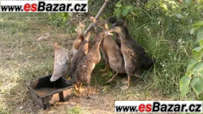 Indický běžec - kachňata
