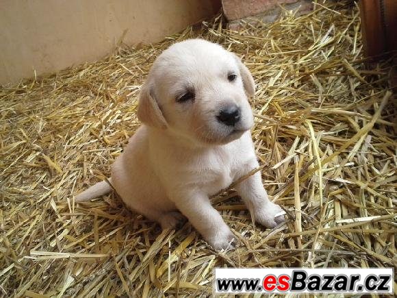 Labrador - čistokrevná štěňátka – fotografie 1