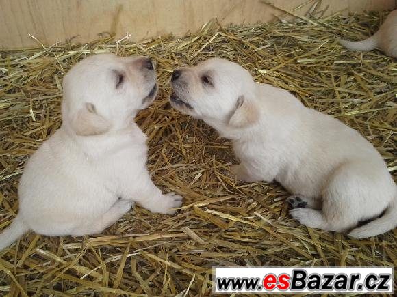 Labrador - čistokrevná štěňátka – fotografie 2