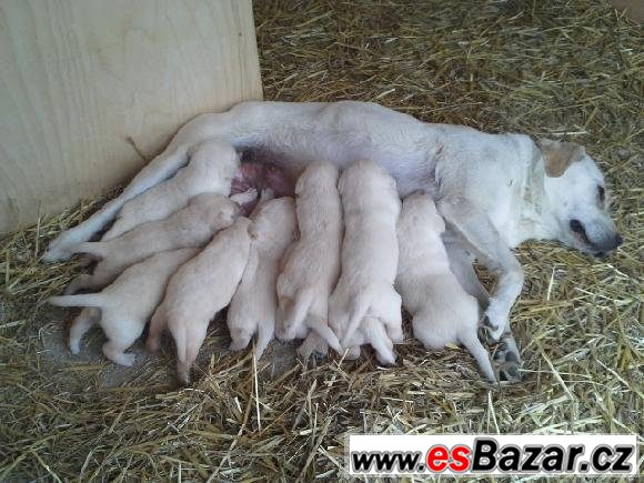 Labrador - čistokrevná štěňátka – fotografie 4