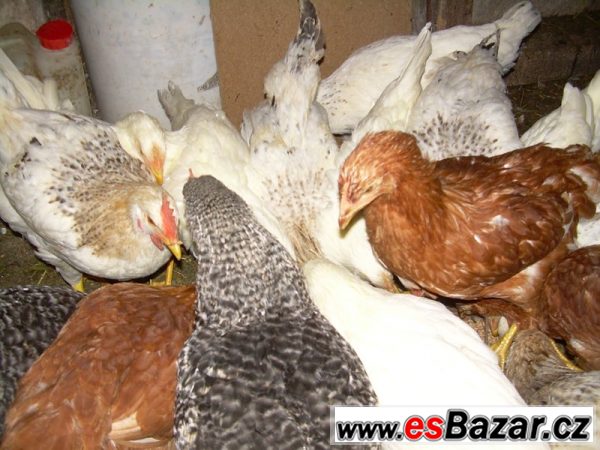 Kuřice ISA Brown a ISA Sussex – fotografie 2