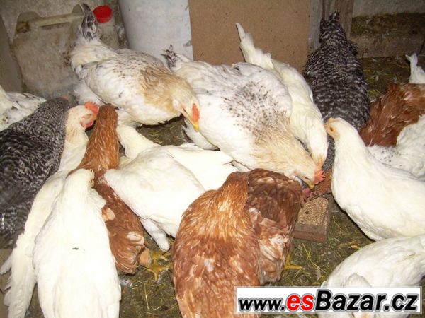 Kuřice ISA Brown a ISA Sussex – fotografie 3