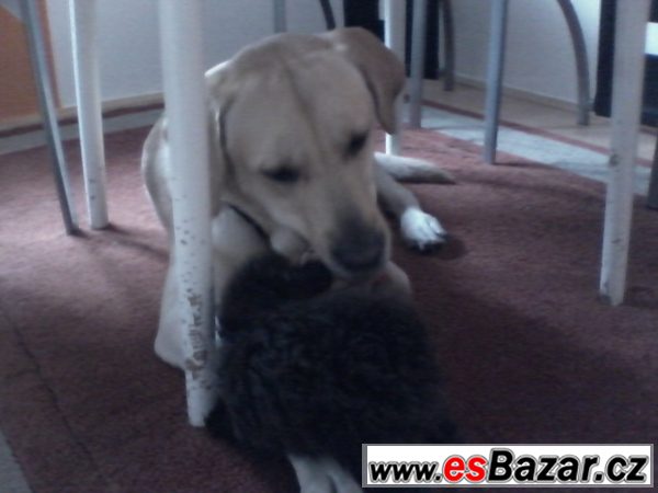 Labrador ke krytí – fotografie 3