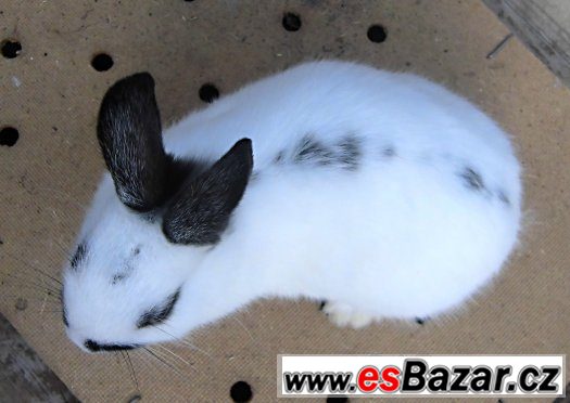 zakrslá samička – fotografie 4