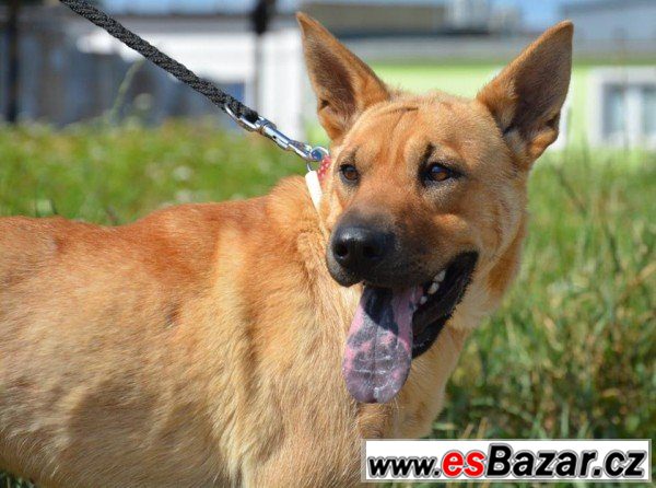 Lara - šarpej x thajský ridgeback – fotografie 1