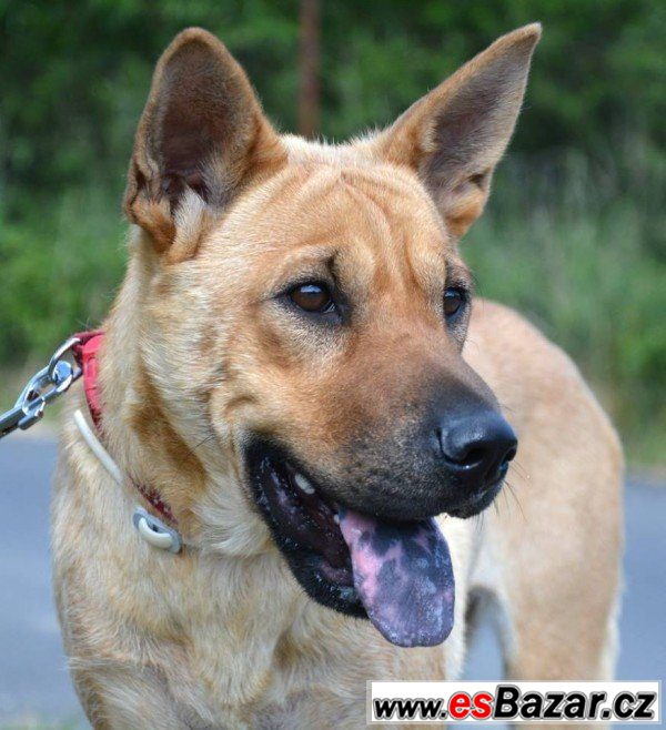 Lara - šarpej x thajský ridgeback – fotografie 2