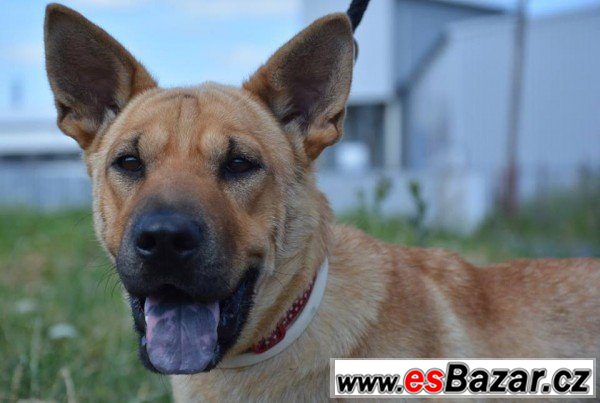 Lara - šarpej x thajský ridgeback – fotografie 3