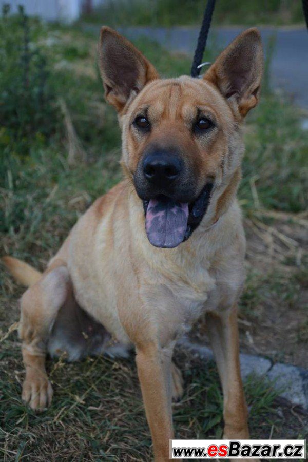 Lara - šarpej x thajský ridgeback – fotografie 4