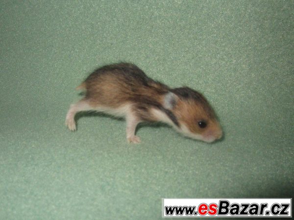Křeček syrský (zlatý) – fotografie 1