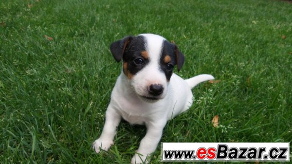 Krásná štěňátka Jack Russell teriér – fotografie 1