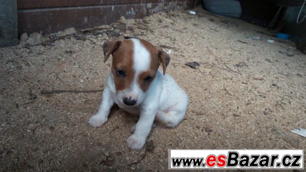 Krásná štěňátka Jack Russell teriér – fotografie 2