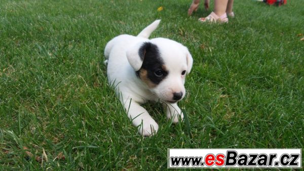 Krásná štěňátka Jack Russell teriér – fotografie 3