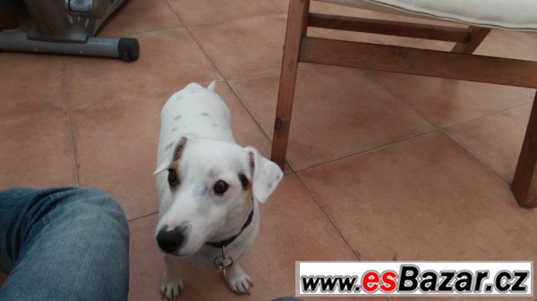 Krásná štěňátka Jack Russell teriér – fotografie 4