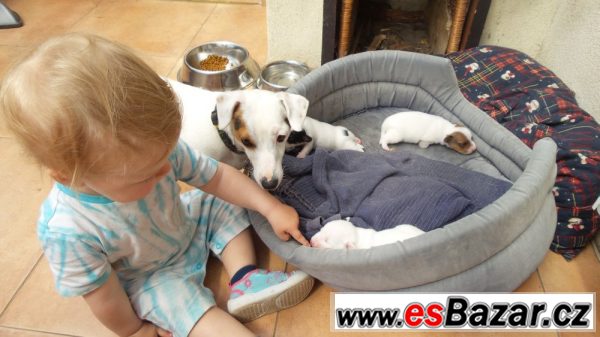 Krásná štěňátka Jack Russell teriér – fotografie 5