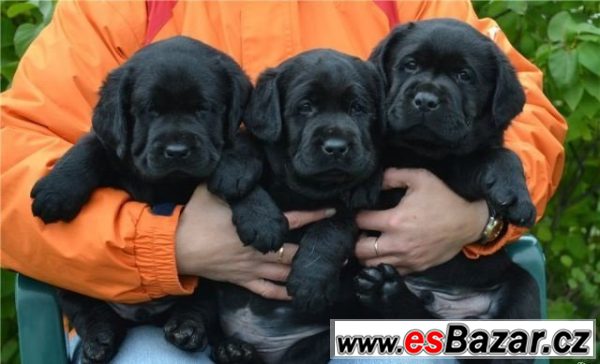 Labradorský retrívr na prodej bez P – fotografie 1