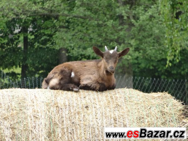 koza i kůzlata – fotografie 2