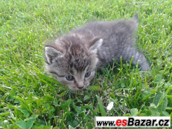 Krásná a přítulná koťata – fotografie 1