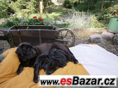 Labradoský retrívr  – fotografie 1