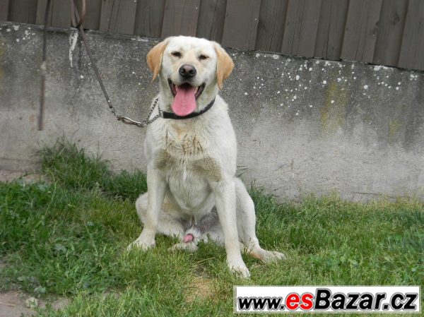 Labrador bez PP – fotografie 1