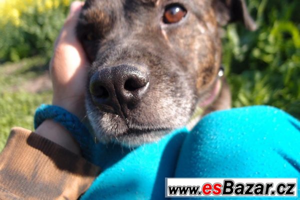  Kříženec (buldok X boxer) 9let  – fotografie 1