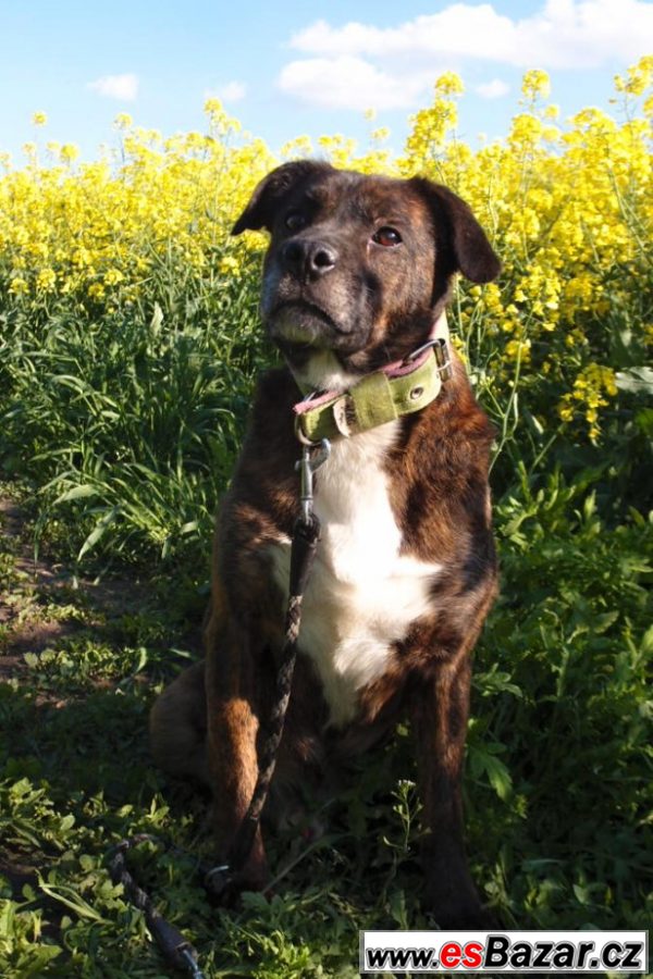  Kříženec (buldok X boxer) 9let  – fotografie 3