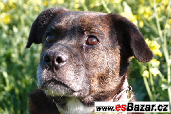  Kříženec (buldok X boxer) 9let  – fotografie 4
