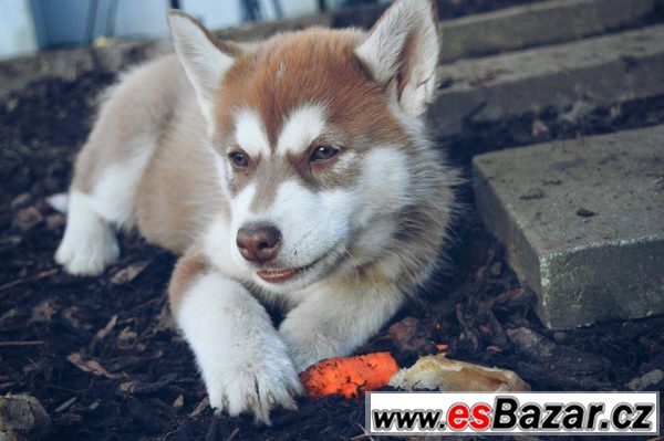 Koupím štěně sibiřského husky – fotografie 2