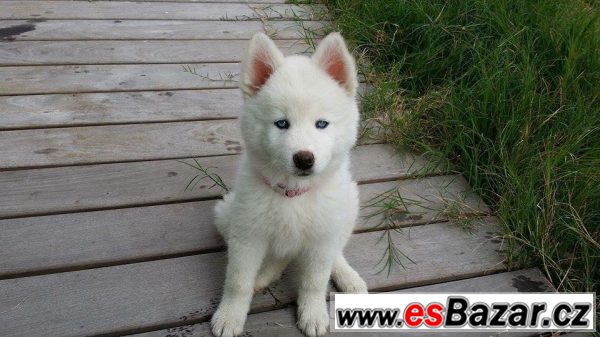 Koupím štěně sibiřského husky – fotografie 3