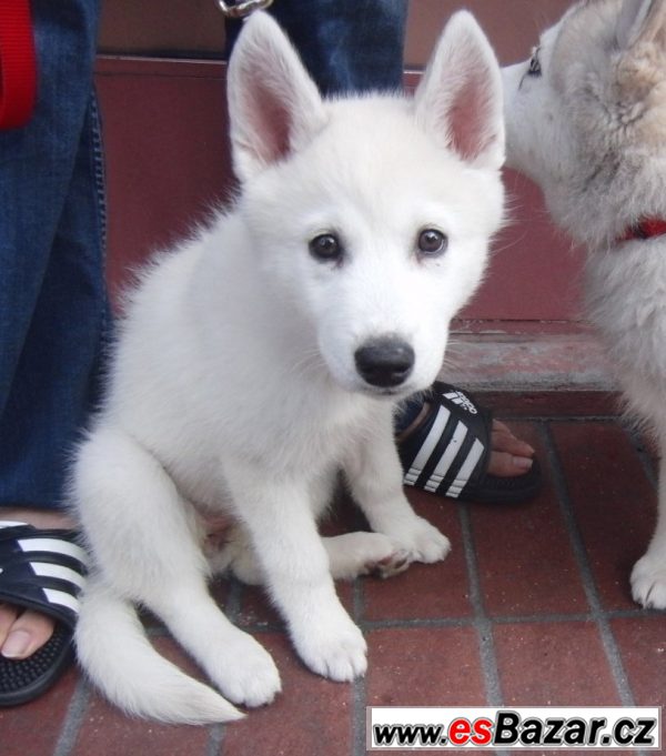 Koupím štěně sibiřského husky – fotografie 4