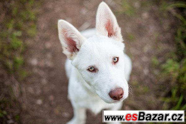 Koupím štěně sibiřského husky – fotografie 5
