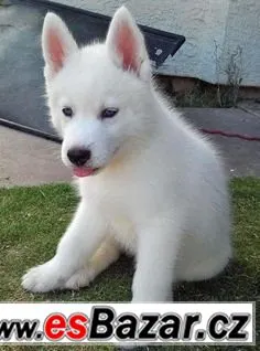 Koupím štěně sibiřského husky
