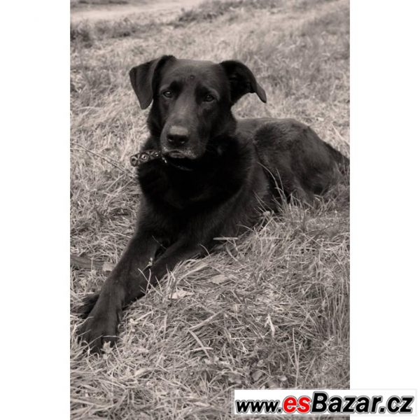 Kříženci Bílého švýcarského ovčáka – fotografie 4