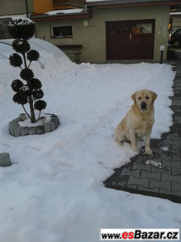 Krytí zlatým labradorem – fotografie 4