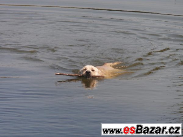 Krytí zlatým labradorem – fotografie 5