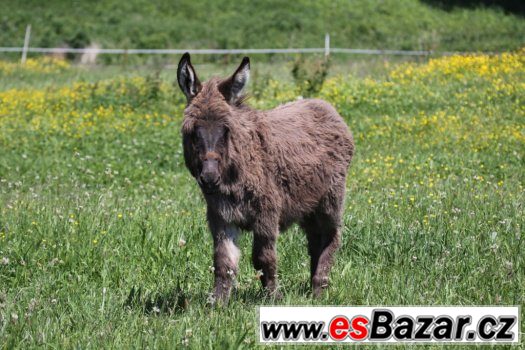 Prodám mladého oslíka - kobylka. – fotografie 2