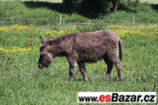Prodám mladého oslíka - kobylka. – fotografie 3
