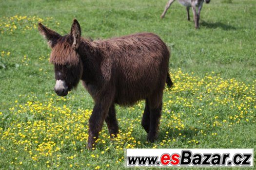 Prodám mladého oslíka. – fotografie 1