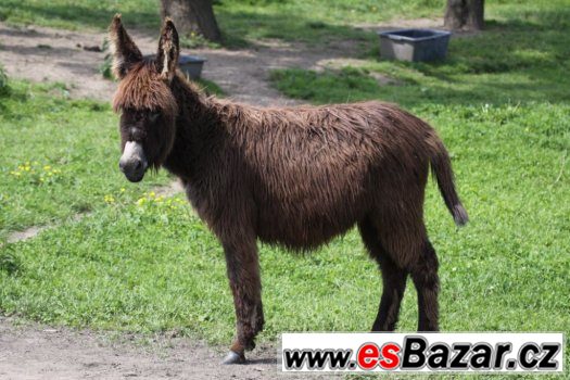 Prodám mladého oslíka. – fotografie 2