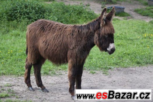 Prodám mladého oslíka. – fotografie 3