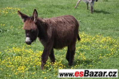 Prodám mladého oslíka.