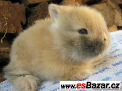 Teddy králíčci - krásný dárek za vysvědčení